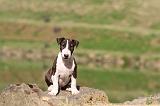BULL TERRIER 008
